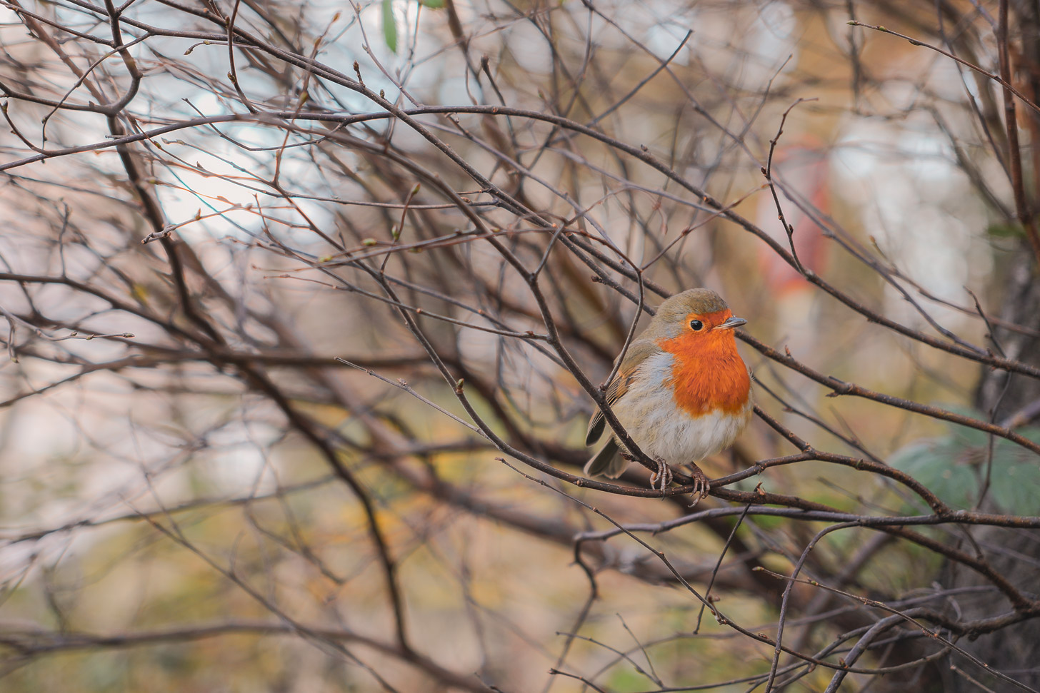 European robin