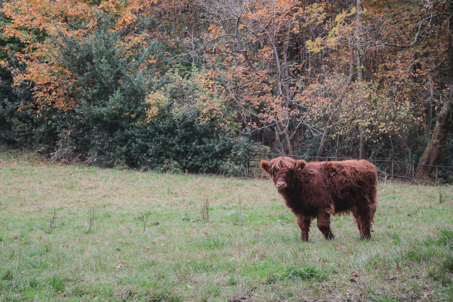 Highland Coo