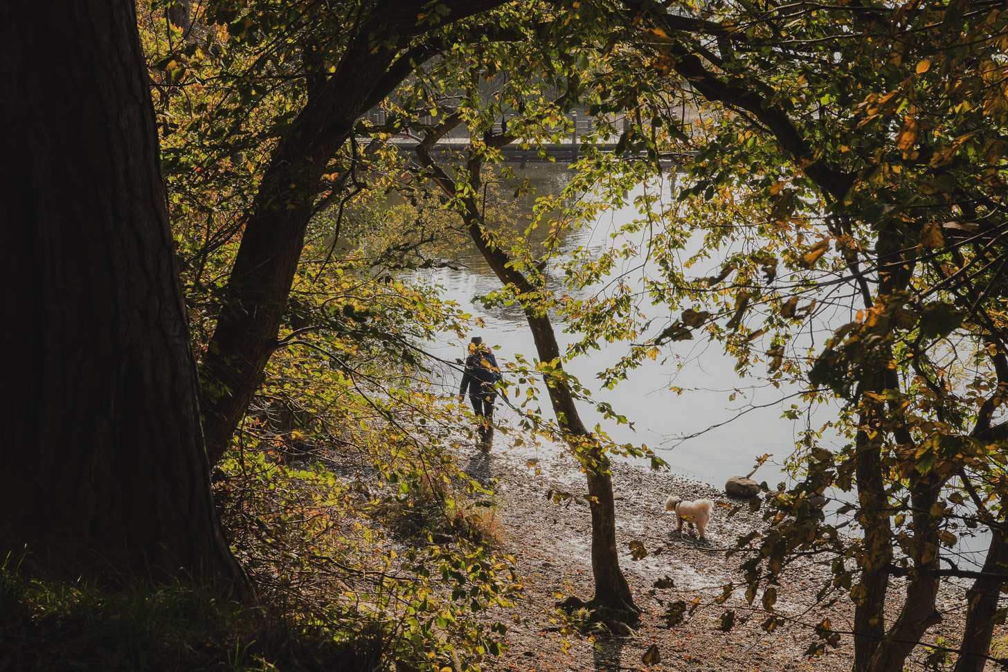 Person walking dogs in Lake District